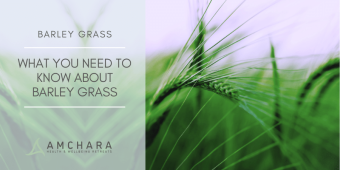 What you Need to Know About Barley Grass