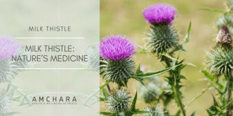 Milk Thistle_ Nature’s Medicine