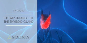 The Importance of the Thyroid Gland